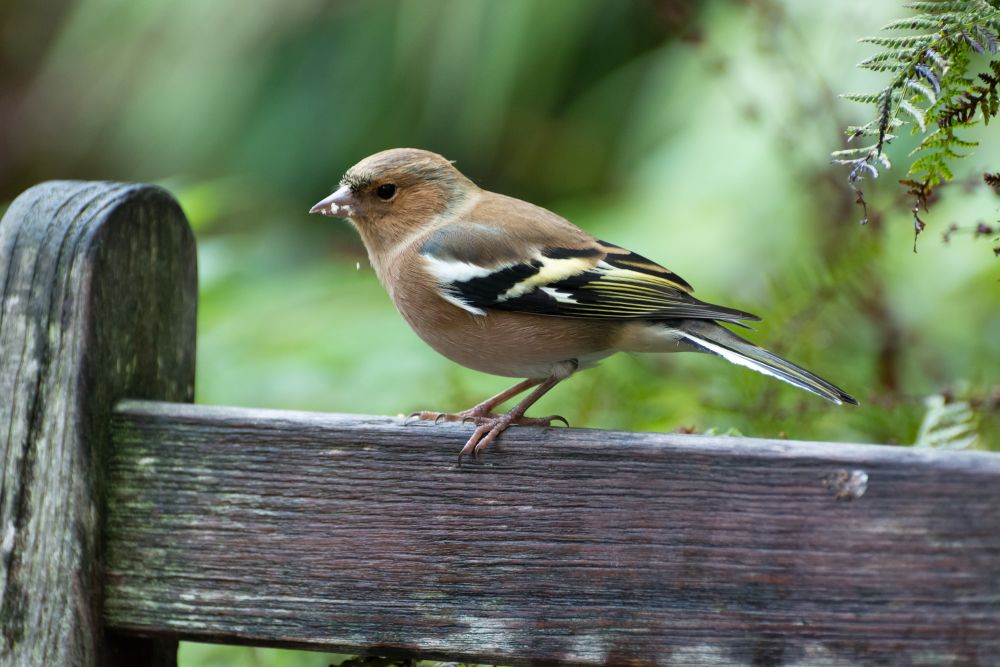 A chaffinch resting on a fence