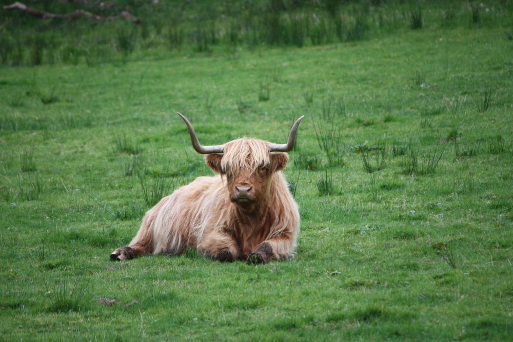 A highland cow resting in a field