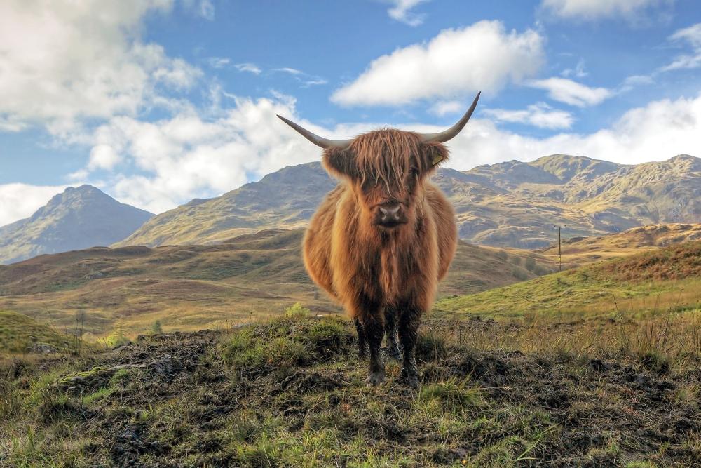 A traditional highland cow in the Scottish highlands