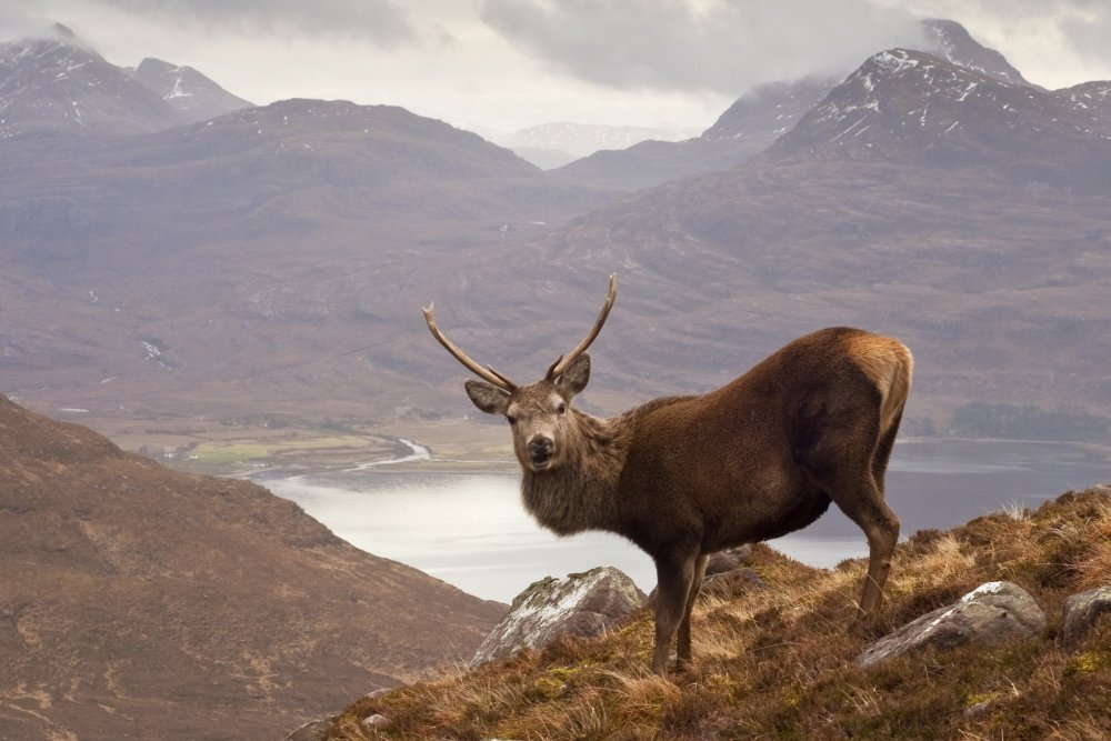 A red stag deer in the Scottish countryside